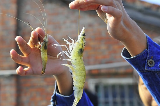 How did Taiwan Become a Haven for Recreational Prawn-Fishing?