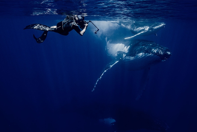 Taiwan’s First Professional Underwater Cetacean Photographer