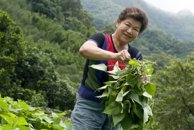 Yilan Organic Farm Built by 80-year-old Grandma, Popular Among International Tourists
