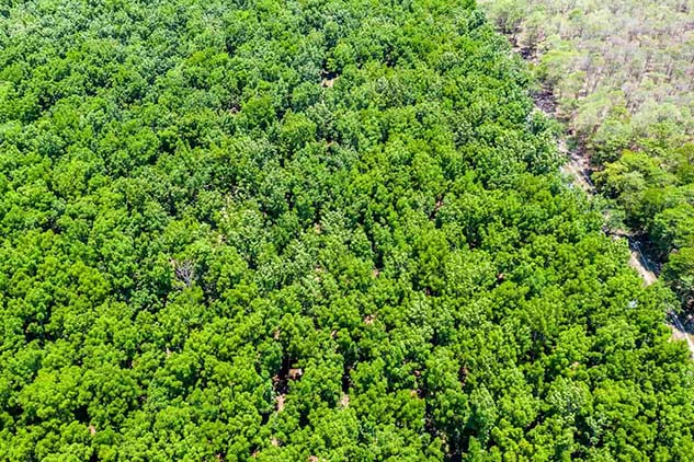 Will a 20-Year-Old Forest be Chopped Down to Produce Solar Power?