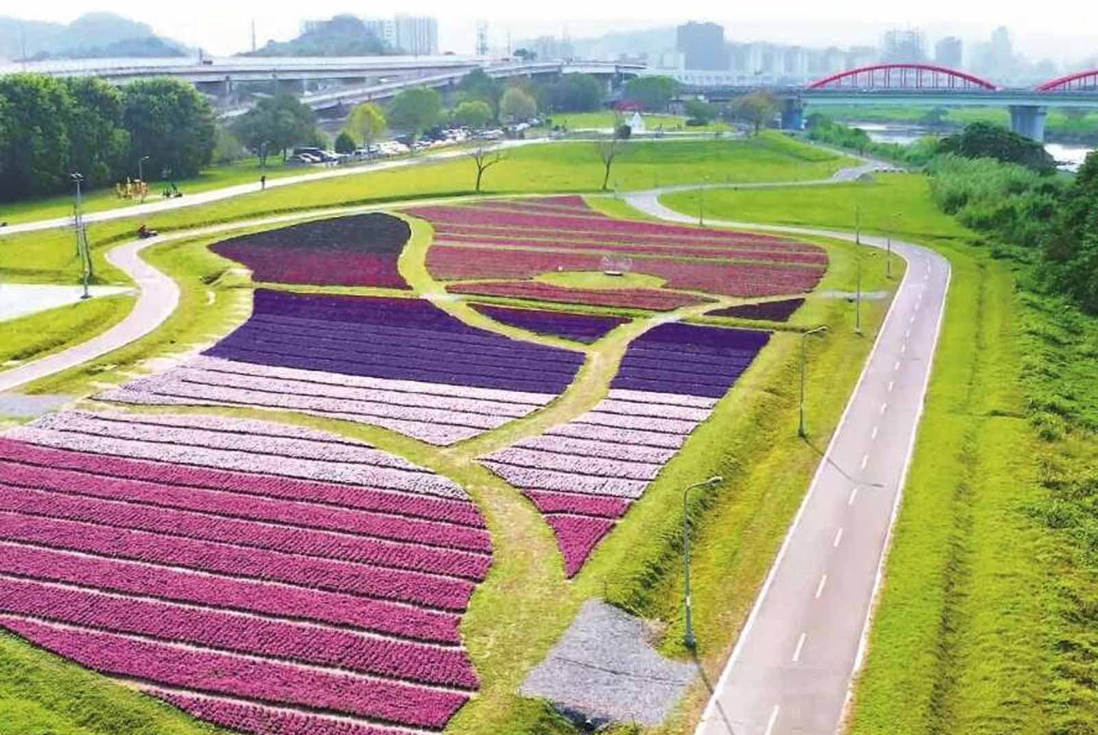 A quest for spring flowers: Purple blossoms throughout Taipei