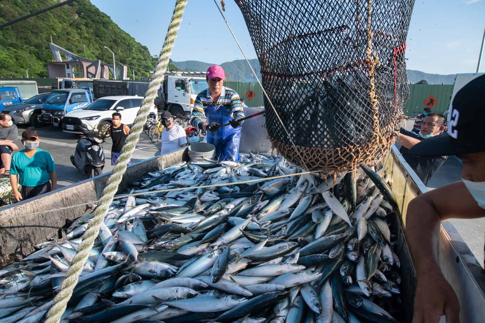Climate change throws Taiwan's mackerel fishing into crisis