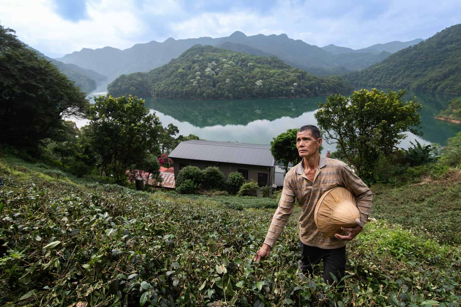 Taiwan’s tea growers on the defensive against climate change