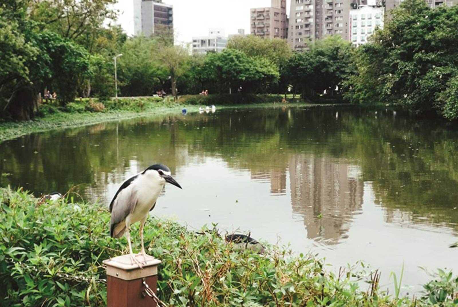 Taipei birdwatching 101:  A dreamland for birds and birdwatchers
