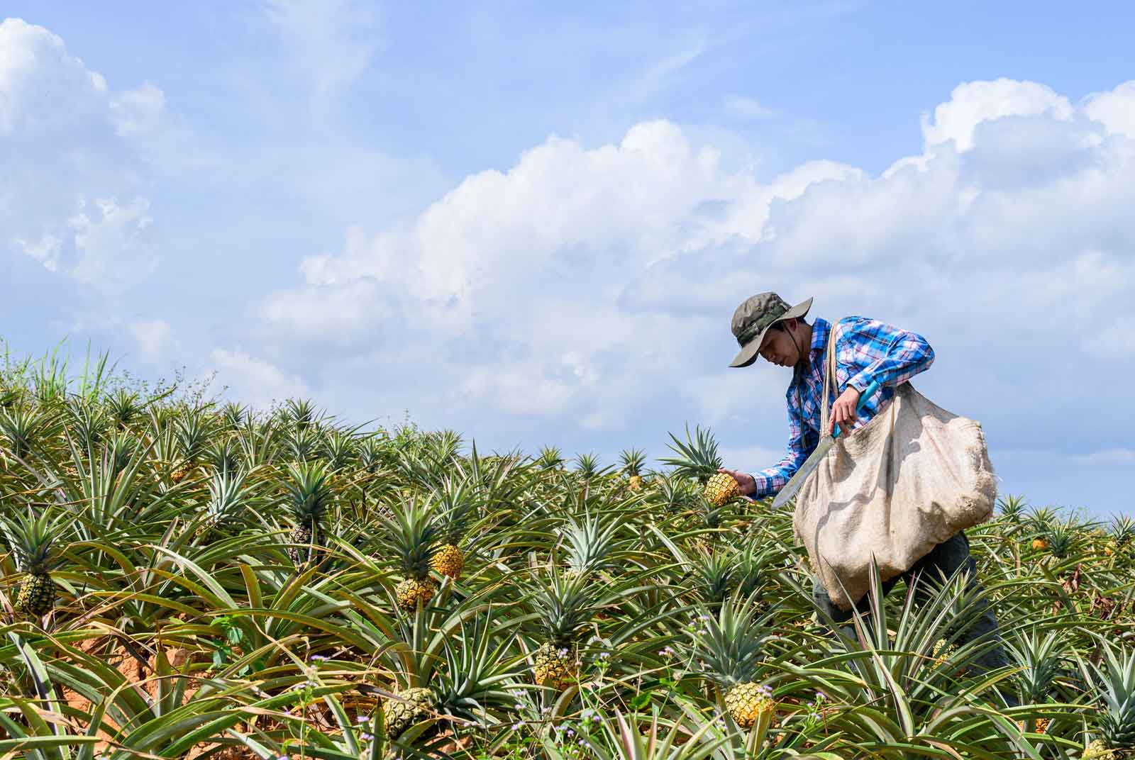 Video Report: The “Dark Heart” of Taiwan’s freedom pineapples