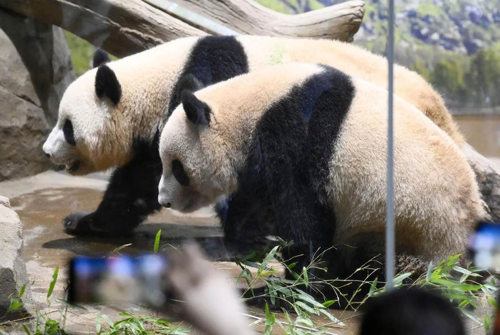 Japan to Send Its Last Pandas Back to China｜Daily News Digest