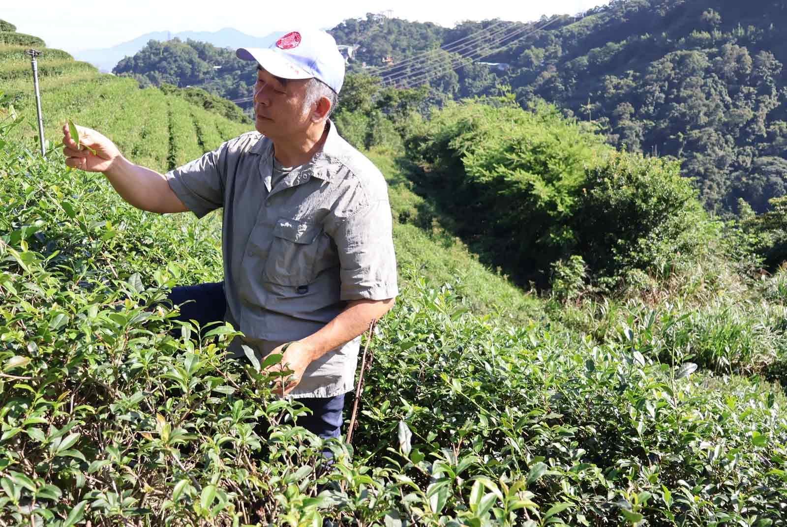Maokong: Keepers of Authentic Tieguanyin