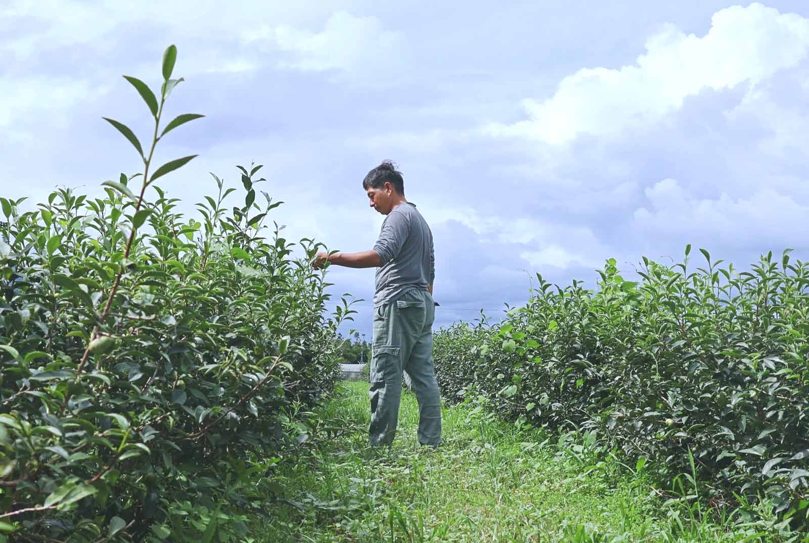 Luye's Organic Farmer Behind Taiwan's Native Shan Yun Tea